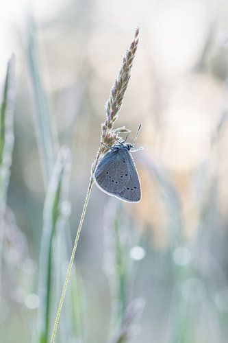 klaverblauwtje in tegenlicht