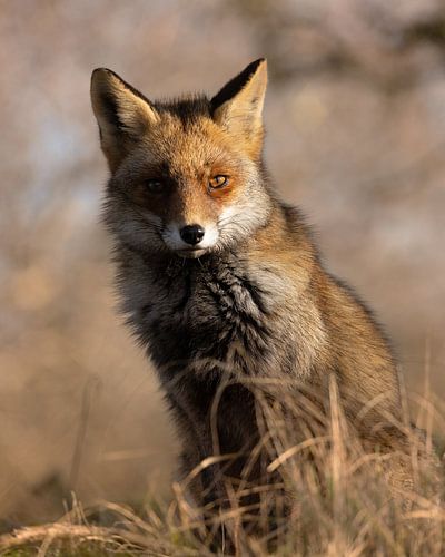 On the lookout by Patrick van Bakkum
