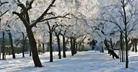 Boomgaard in de sneeuw