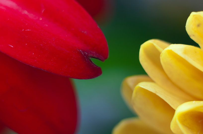 Gerbera ontmoet Chrysant van Anita van Hengel