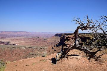 Overal dode bomen van Frank's Awesome Travels