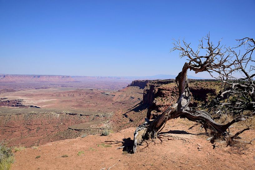 Dead trees everywhere by Frank's Awesome Travels