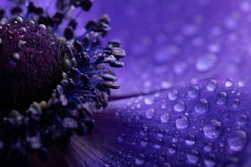 Purple: A close-up of an anemone with droplets by Marjolijn van den Berg