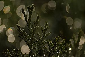 Detail einer Konifere mit Bokeh-Lichtkreisen