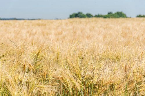 Getreidefeld