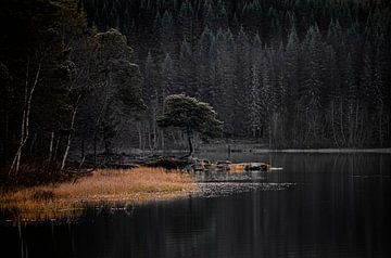 Een 'eenzame' boom in een meer in Noorwegen, Meer van Lian van Koen Lipman