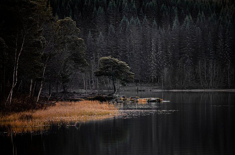 A 'lone' tree in a lake in Norway, Lake Lian by Koen Lipman