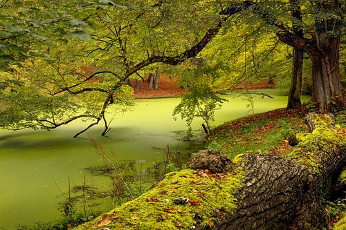 Autumn in walking forest Groenendaal, Heemstede