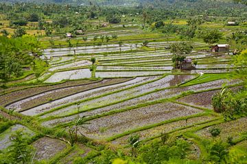 Rijstvelden op Tirta Gangga, Bali, Indonesia van Frans Rombout