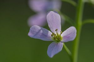 Blüte