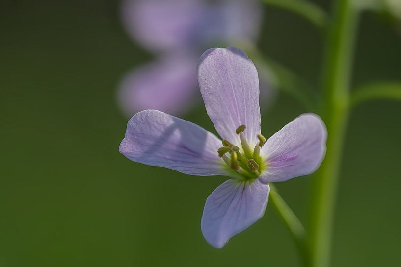 Fleur violette par Ralf Hickmann