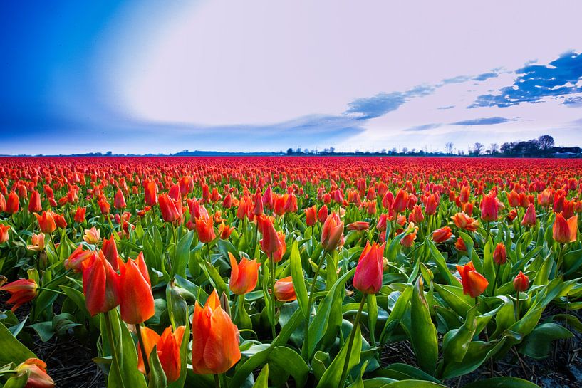 tulpenveld van Ed Klungers