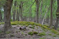 In de bossen bij Niebert en Nuis van Bernard van Zwol thumbnail