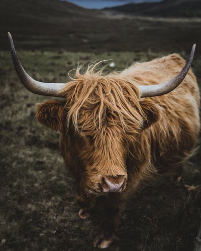 De Schotse Hooglander
