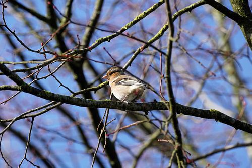Vink tussen de eerste knoppen