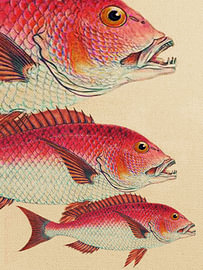 Klassische Fischmotive 7 von Fernando Vieira