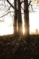 Sunset in forrest during fall.