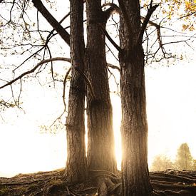 Zonsondergang bos herfst  van Marloes Bogaarts