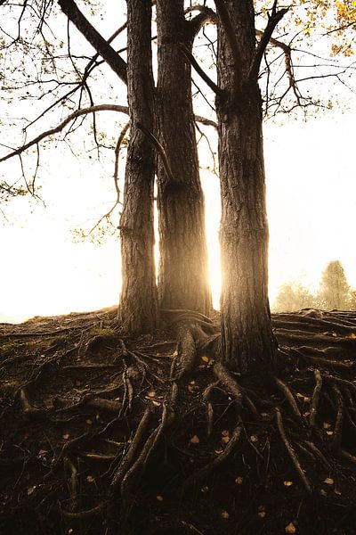 Zonsondergang bos herfst  van Marloes Bogaarts