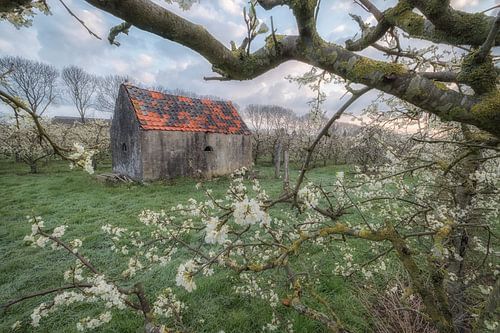 Schuurtje in een fruitboomgaard in de Betuwe