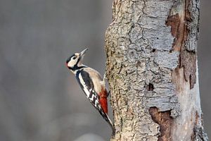 Buntspecht auf einem Baum.