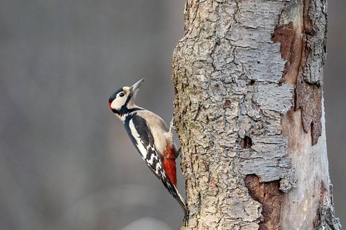 Pic épeiche sur un arbre.