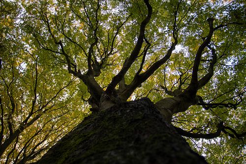 Couronne de lumière et de branches