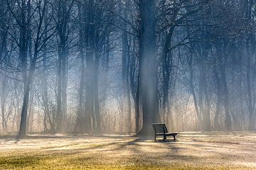 TAKE A SEAT DELFT WOOD by Gerhard Nel