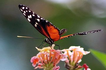 Papillon sur Paula van der Horst