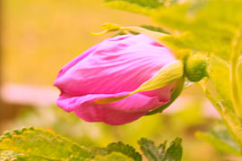 Rosa Blume von Wesley Louter