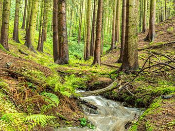 Gebirgsbach im Wald mit Sonnenstrahlen von Animaflora PicsStock