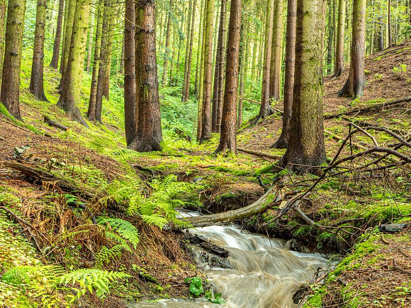 Ruisseau de montagne en forêt avec des rayons de soleil par Animaflora PicsStock