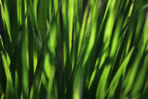 Helder groen   von Anja van Deursen