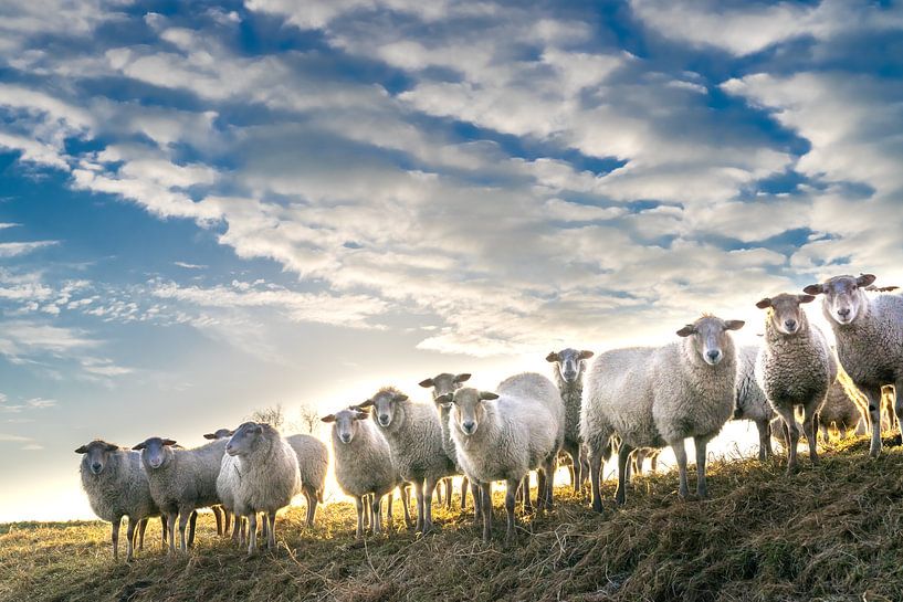 Sheep clouds. by Henri Boer Fotografie