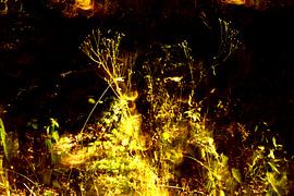 BLUMENWIESE 8 von Miroslav Ptacek