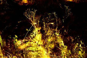 PRÉ FLEURI 8 sur Miroslav Ptacek