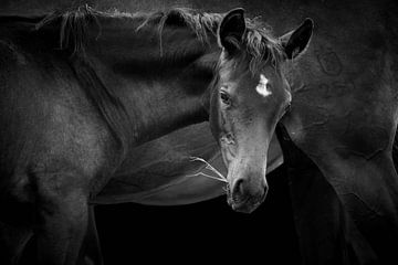 Foal and mare black and white
