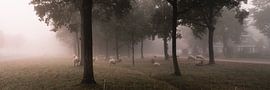 Sheep flock near Joure. by Berend Negenman