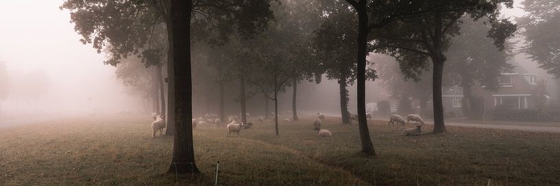 Schafherde in der Nähe von Joure. von Berend Negenman
