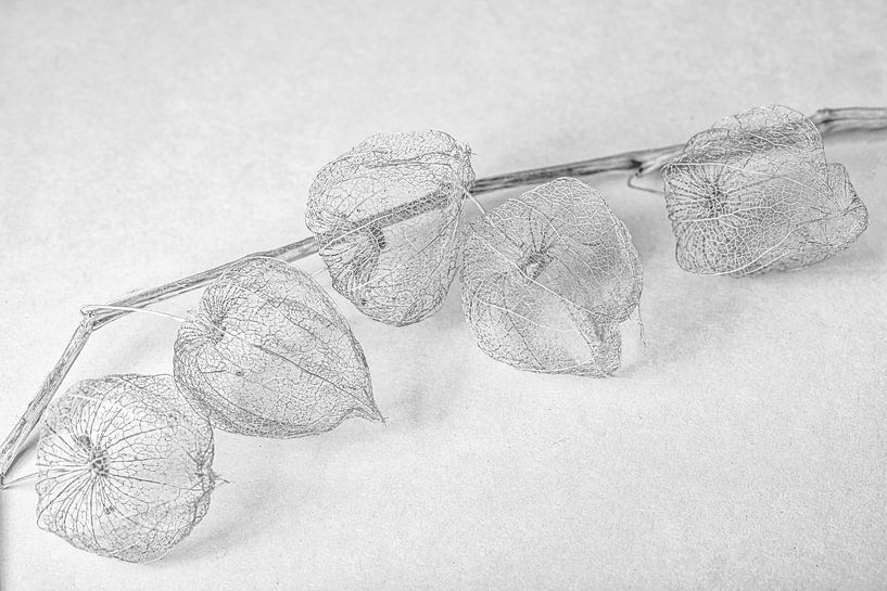 a branch of the lantern plant by Hanneke Luit