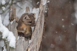 Pine Marten ( Martes americana ) in winter by wunderbare Erde
