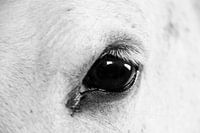 Paardenoog