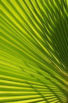 Feuille de palmier avec ombre et lumière 2