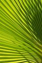 Feuille de palmier avec ombre et lumière 2 par Adriana Mueller Aperçu