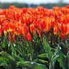 Des tulipes oranges dans un champ sur Homemade Photos