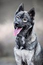 Porträtfoto eines sibirischen Schlittenhundes von Lotte van Alderen Miniaturansicht