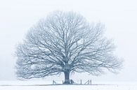 Winterbaum von Ronald Kamphuis Miniaturansicht
