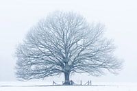 Winterboom