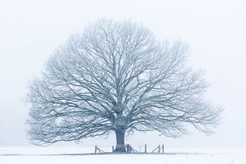 Arbre d'hiver