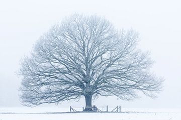Winterboom van Ronald Kamphuis